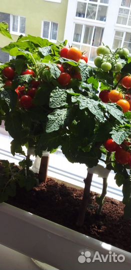 Помидоры черри Красная шапочка