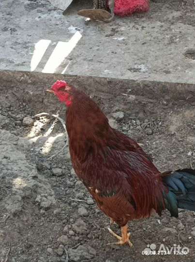Бойцовый петух