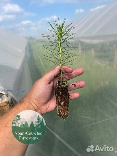 Зкс и окс Сосна Ель Лиственница сеянцы Голуб горн