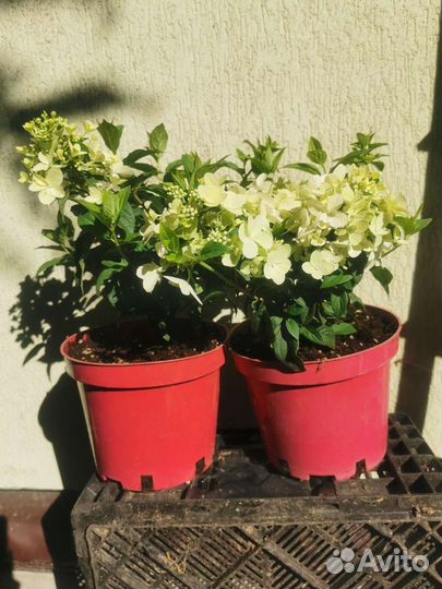 Гортензия Петит Стар Petite Star