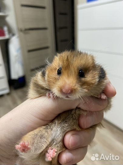 Сирийский хомяк