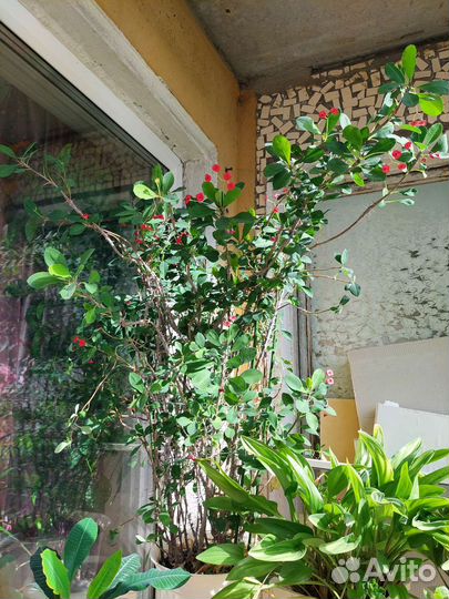 Молочай Миля