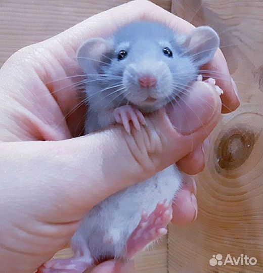 голубая норка крыса