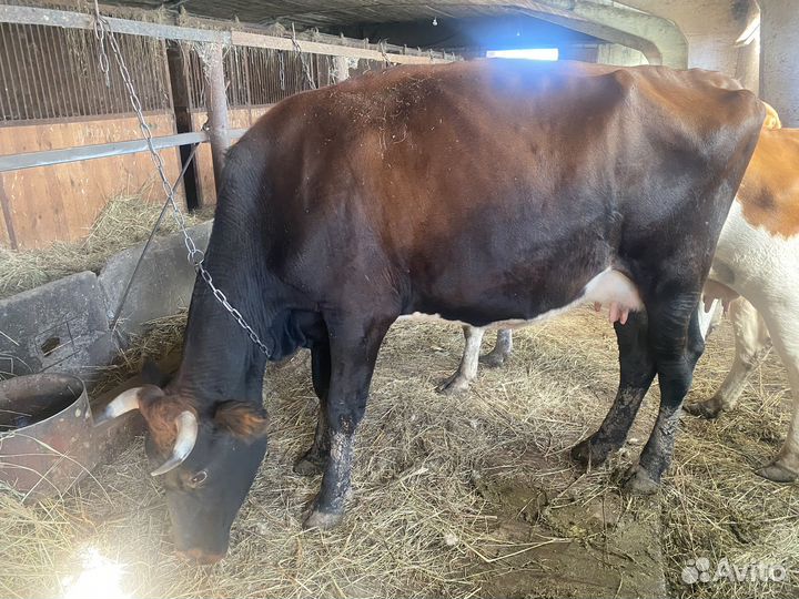 Коровы дойные