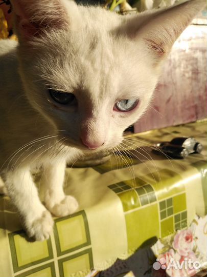 Кошки в дар