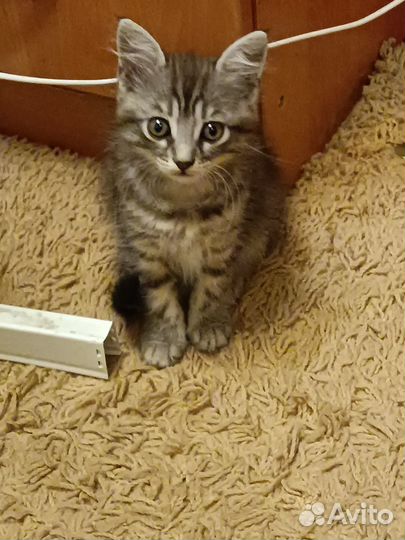 Котенок мальчик