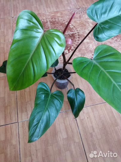 Филодендрон