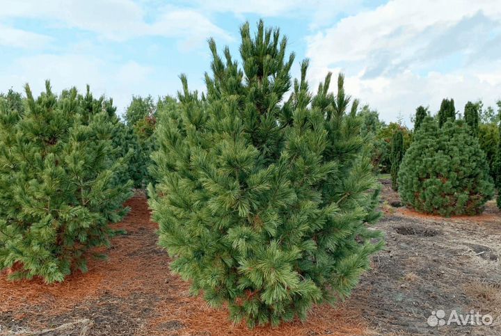 Саженцы сибирского кедра