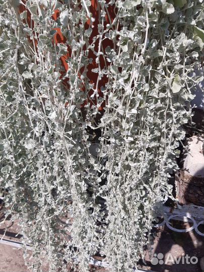 Дихондра семена