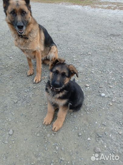 Немецкая овчарка