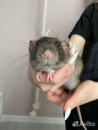 Крысы с клеткой