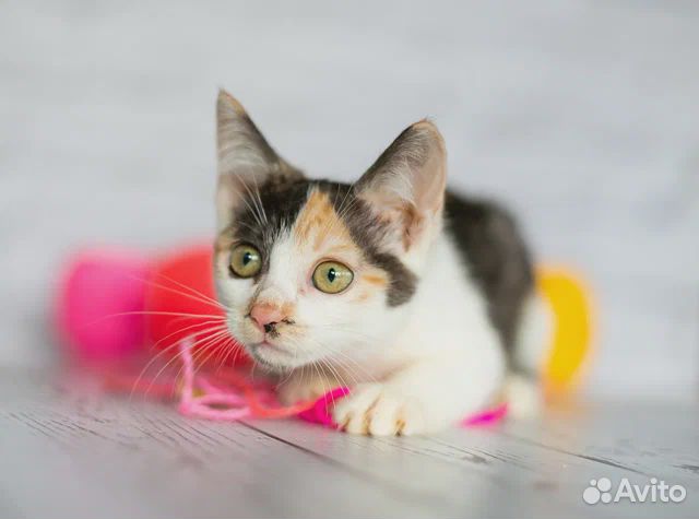 Трехцветный котенок - счастье в дом бесплатно