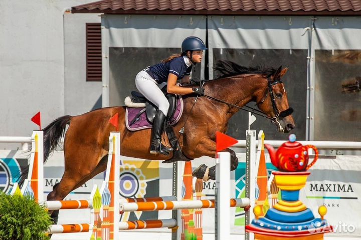 Кобыла конкур