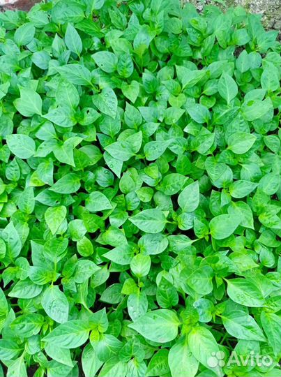 Рассада овощей