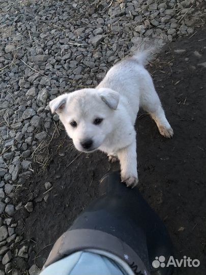 Малыши в поисках дома