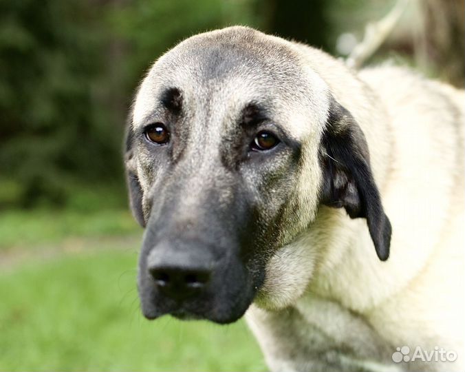 Щенки кангала