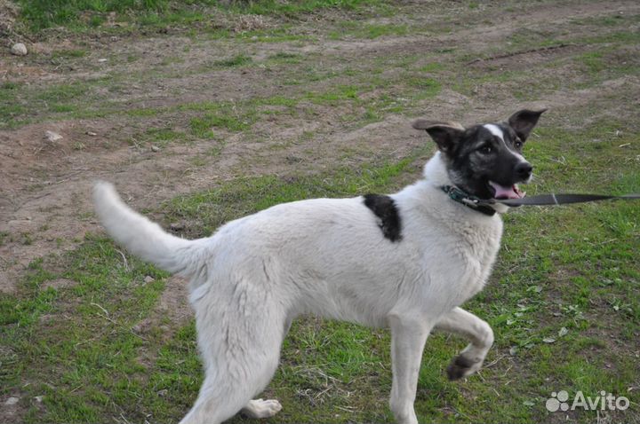 Отдам в добрые руки