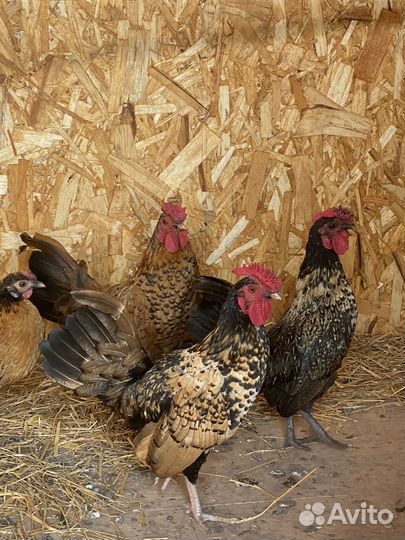 Петухи карликовые