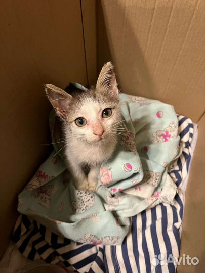 Кошка в дар бесплатно