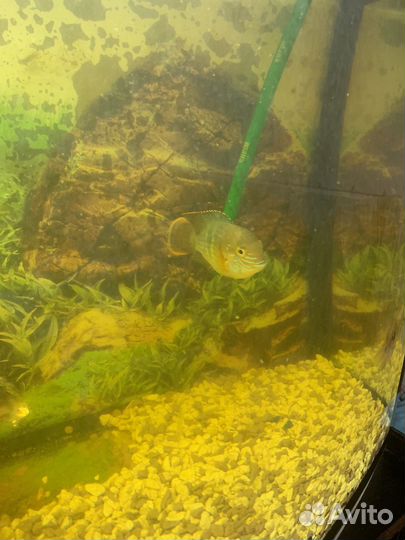 Аквариум с рыбками и декор