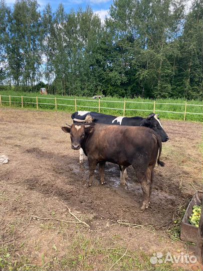 Бычки и быки на мясо