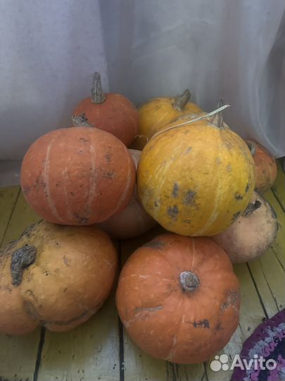 Продам тыкву