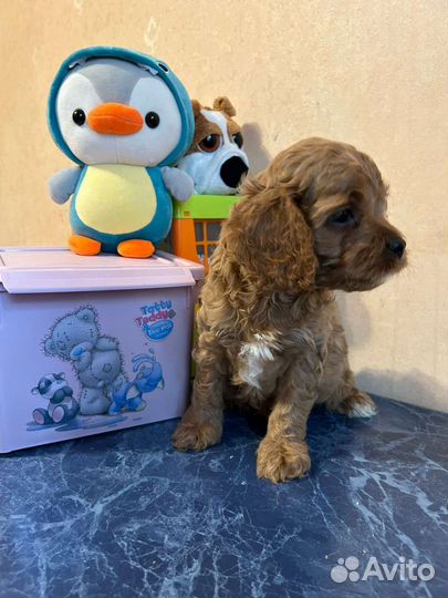 Мальчик кавапу