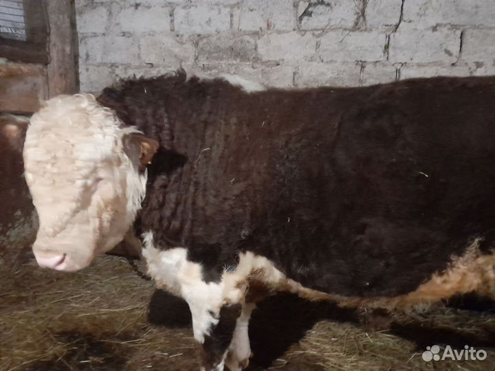 Быки герефорд