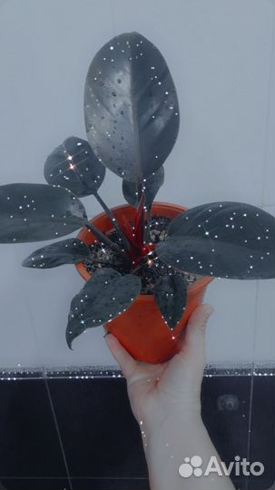 Цветок филодендрон Блэк кардинал