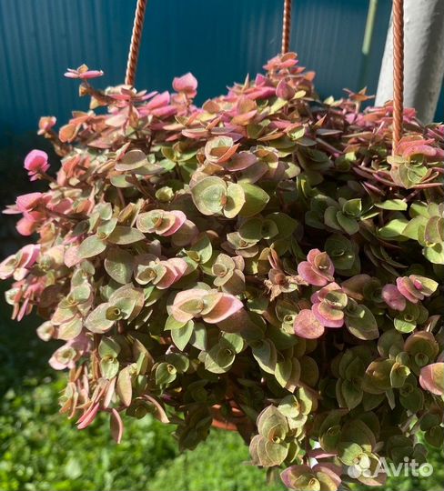 Каллизии (5 сортов) и Рео Триколор