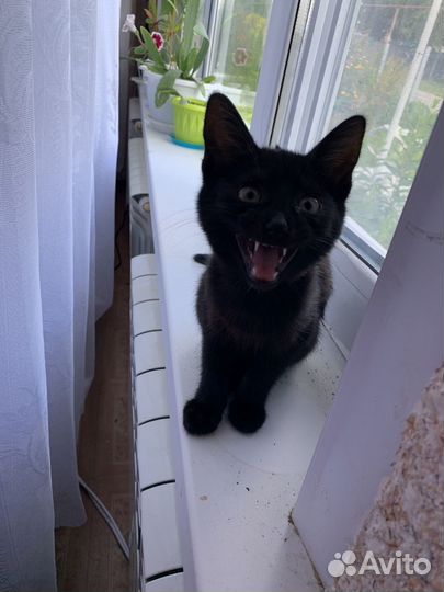 Котенок кошка