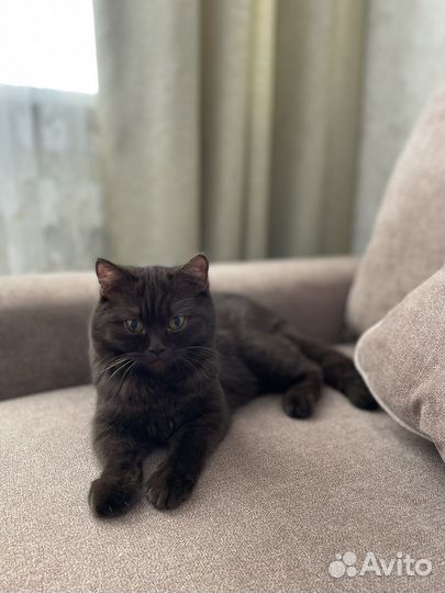 Британская кошка бесплатно