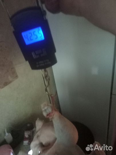 Мясо броллера