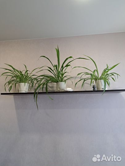 Хлорофитум