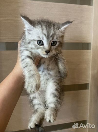 Котята от британской шиншиллы