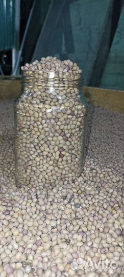 Семена антипки