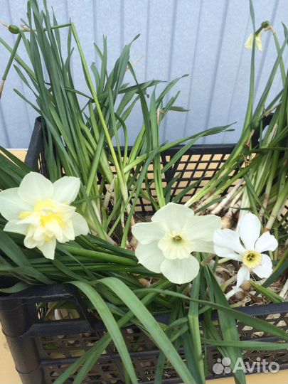 Многолетние цветы