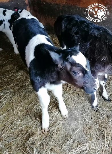 Телята бычки