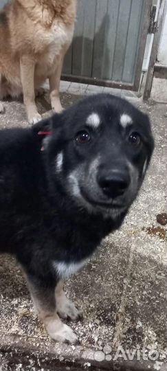 Очень добрая и ласковая собака