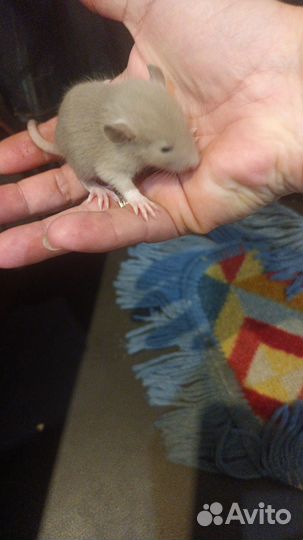 Крыса дамбо