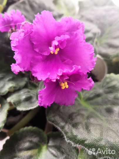 Цветущие фиалки