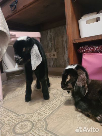 Нубийские козлята