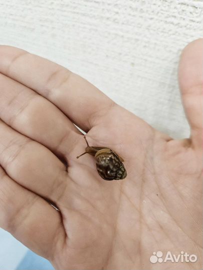 Улитки ахатины маленькие