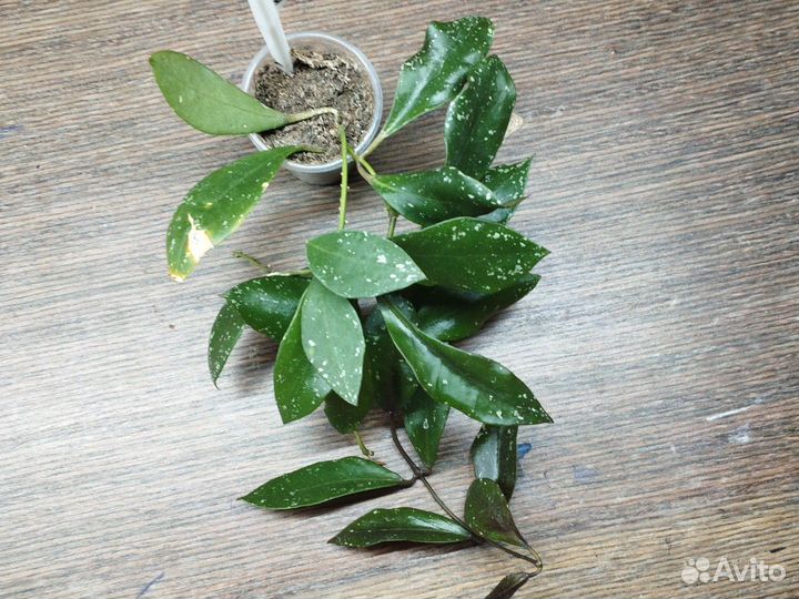 Хойи черенки 1