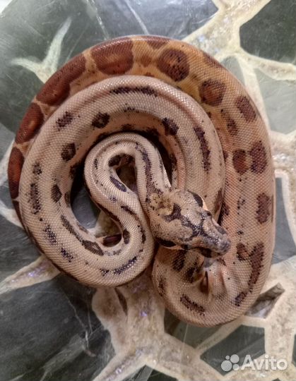 Императорский удав