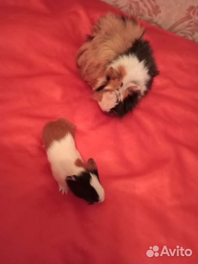 Морская свинка