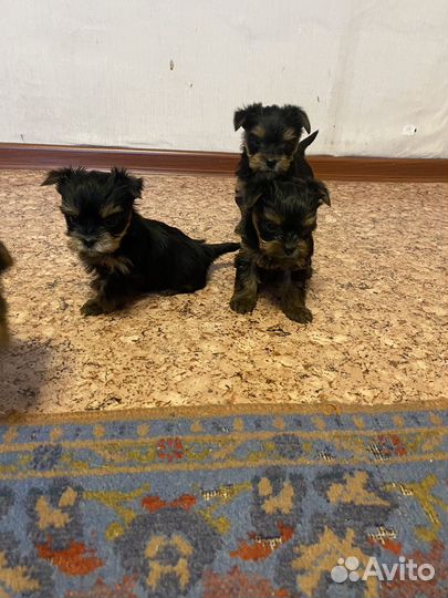 Йоркширский терьер