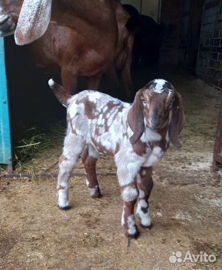 Англо нубийский козлик
