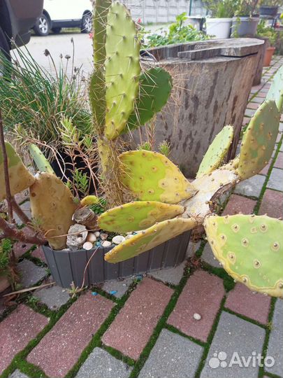 Кактусы и суккуленты