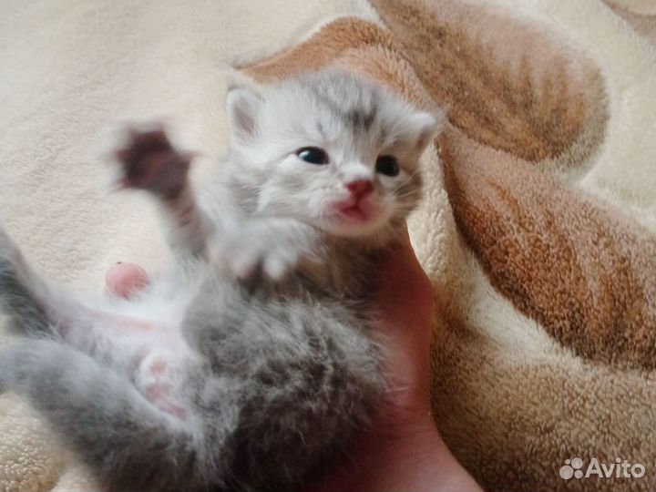 Британские котята